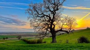 1-2  beautiful_fields_tree