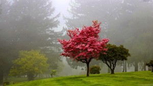 red_tree_hd_wallpaper