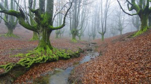 1-1 forest_trees_river_fog_landscape