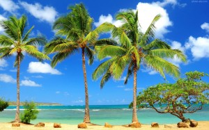 1-12   palm-tree-wallpapers-hd